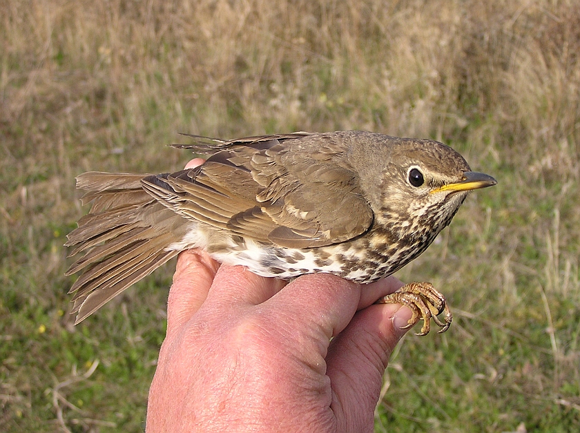 Song Thrush, Sundre 20050512